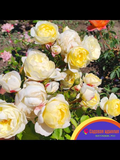 Ванесса Белл (Vanessa Bell)