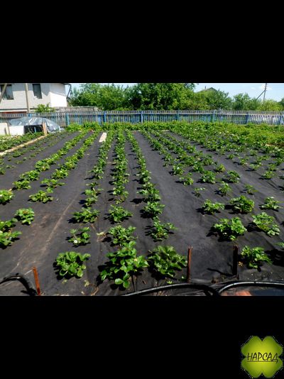 ГЕОТЕКСТИЛЬ черный (плотность 100г/кв.м, размер 3,2х1м). Цена за 1 погонный метр