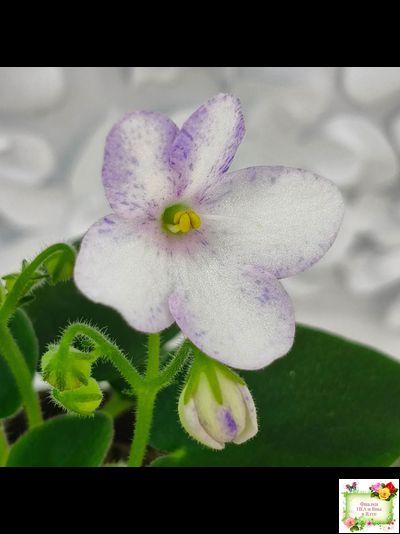 Белый Клоун (Е. и Я. Немчиновы) 2025 г. трейлер (пасынок укоренённый)