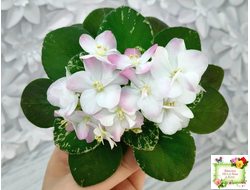 ЕЛ-Мама Леночка (Л. Еременко)