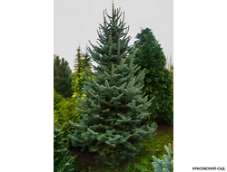 Пихта горная Аргентеа - фото в ландшафте - красовский-сад.рф