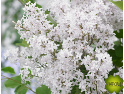 Сирень МЕЙЕРА  БЕЛАЯ (карлик, высотой 1 м)