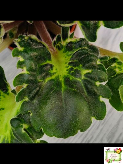 ЛФ-Лилия (Л. Федосеева) 2019 г.