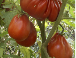 Томат Сердце Альбенги (Albenga), Италия