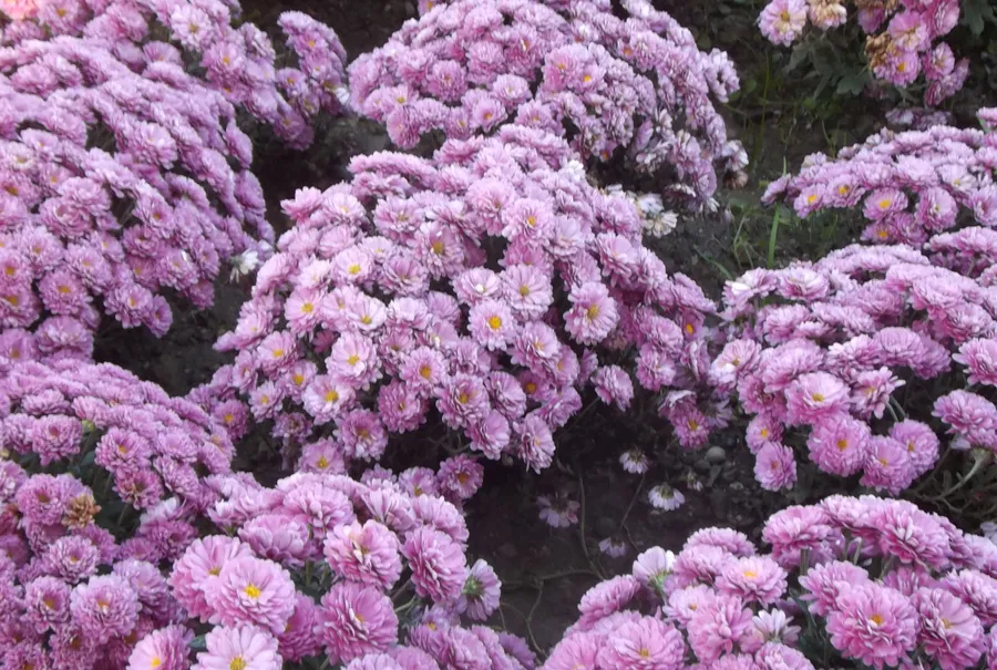 B.B.PURPLE.
Интродукция НБС-ННЦ