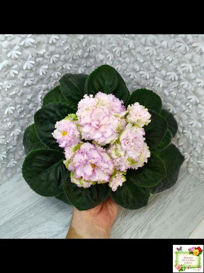 Фея (Т. Л. Дадоян) (лист укоренённый)