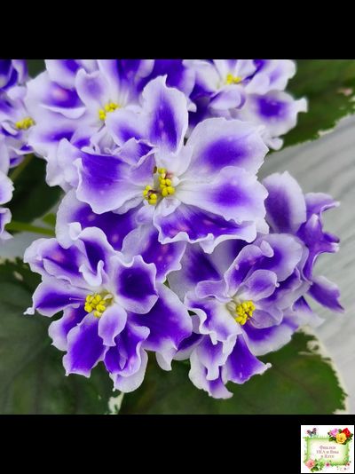 ВаТ-Монарх (Т. Валькова) 2016 г.