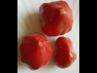 Томат Ребристый Эуганских Холмов (Costoluto Colli Euganei), Италия