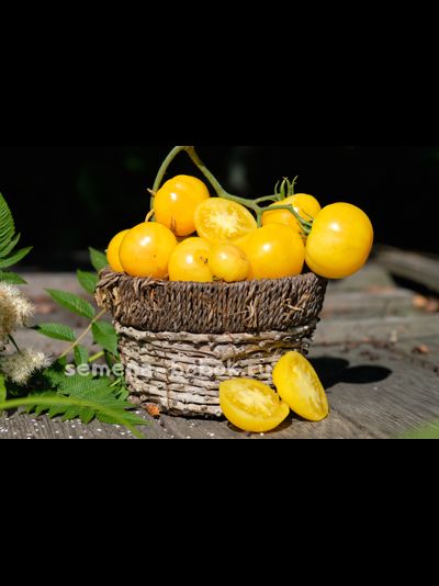 Томат Candy Stripe (Леденец полосатый), 10 шт.