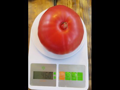 Томат Лидия Боровая