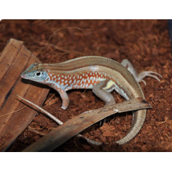 Трахелоптихус Петерса (Tracheloptychus petersi)