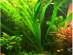 Эхинодорус уругвайский  (пластиковый горшок)