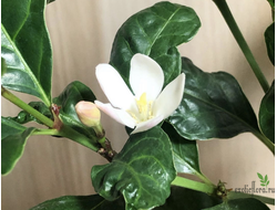 Gardenia African Mitriostigma Axillare