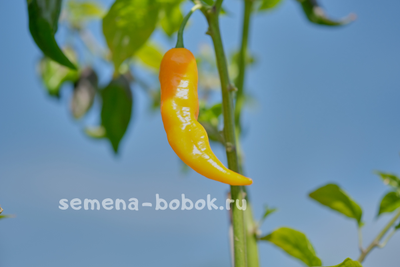 Перец острый Limon, 10 шт