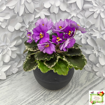 Sky Jems (Johnson) (лист посажен 29.01.26)