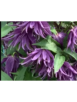 Княжик Violet Surprise (Виолет Сюрпрайз), контейнер р9