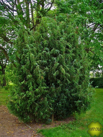 Можжевельник обыкновенный (саженец 30 см)