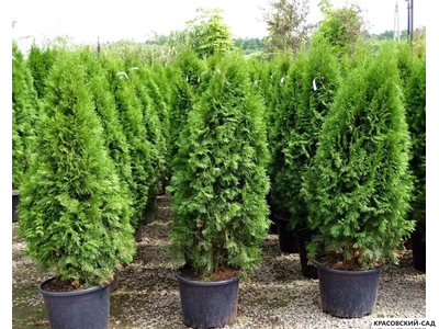 Туя Смарагд - Smaragd 120 см