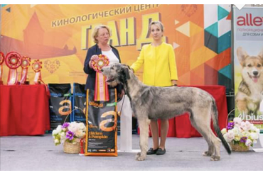 ЛУЧШИЙ ЩЕНОК / BEST IN SHOW PUPPY 1 место ИРЛАНДСКИЙ ВОЛЬФХАУНД SPRING CITY YUDGIN TEDI