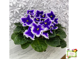 Dn-New Star (Д. Денисенко) 2019 г.