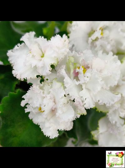 АВ-Любимая Игрушка (Фиалковод) 2015 г.