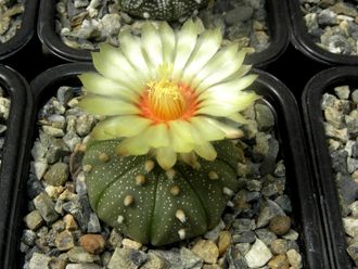 Astrophytum asterias  (D=40-50мм)