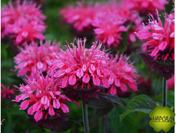 МОНАРДА "ПИНК ЛЕЙС"