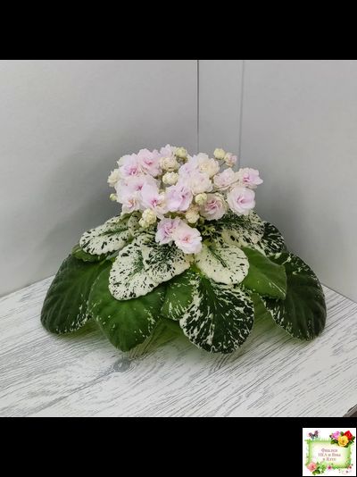 Watermelon Snow (P. Addison)