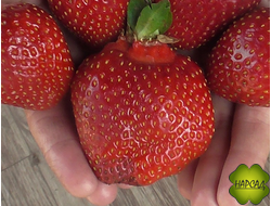 КЛУБНИКА "ТЕА НФ633" (поздняя, мало усов, сладкая и ароматная)