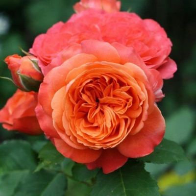 Эмильен Гийо (Emilien Guillot)