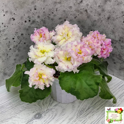 ЛЕ-Злато Скифов (Е. Лебецкая) 2015 г.