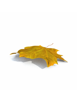 листья Лист 03