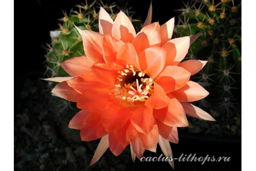 ECHINOPSIS hybrid `LISIY HVOST`