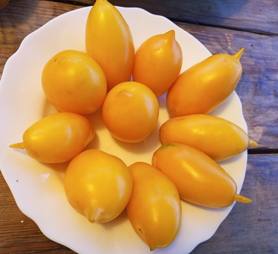 Томат Веерные лимоны (усл)