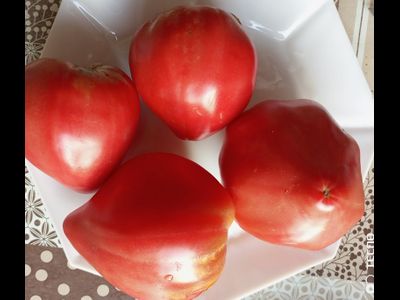 Томат Ребристый Эуганских Холмов (Costoluto Colli Euganei), Италия