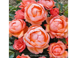 Леди Мармелад