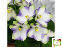 Марина Цветаева (А.Басенина) 2017 г. химера (укоренённый пасынок)