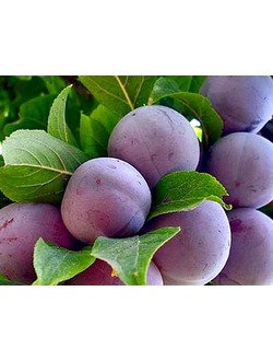 Слива Ренклод (средн.)