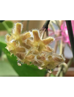 Hoya Erythrina 'Cameron Island'