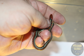 Калифорнийский подвязочные уж, Thamnophis sirtalis infernalis, California red-sided garter snake