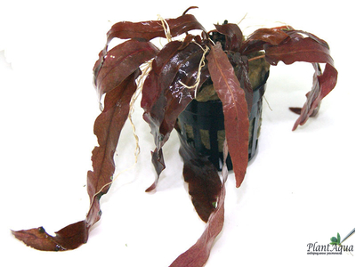 Барклайя длиннолистная Barclaya longifolia