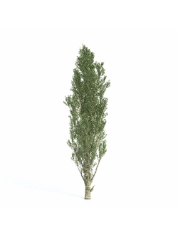 лиственные Тополь пирамидальный 025