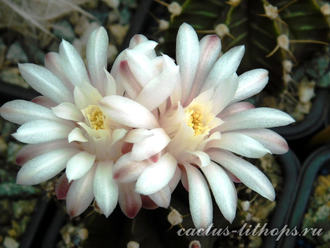 Gymnocalycium friedrichii hybr. - 10 семян