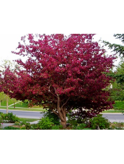 Яблоня Red Royality