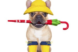 Кастрация собак