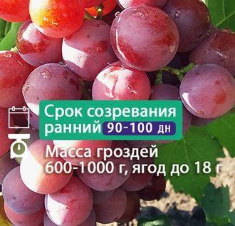 Виноград Памяти Буйненко: описание, характеристики, уход, выращивание, фото, отзывы