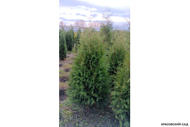 Туя Брабант фотография в ряд в питомнике Красовский-Сад.рф