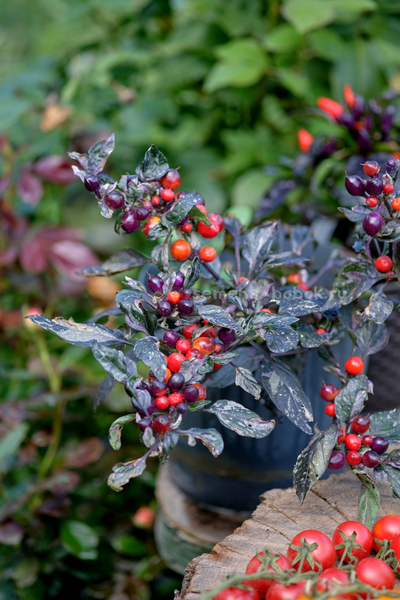 Перец острый Indonesian x Purple Flash, 10 шт