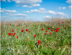 Элиста, Адык "Розовые озёра Страны Бумба и заповедник Чёрные земли"