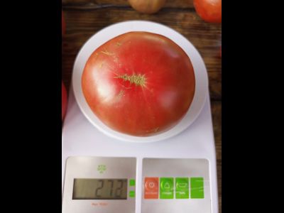 Томат гном ППИ (dwarf PPI)